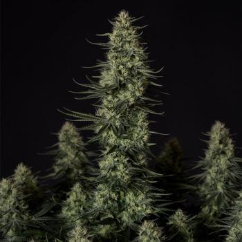 Samen 3x Punch Pie feminisiert Royalqueenseeds